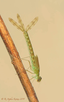 Lestes congener, nymph